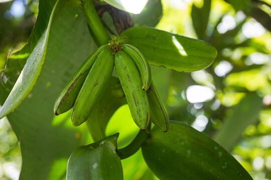 Group of green vanilla beans on thick foliage