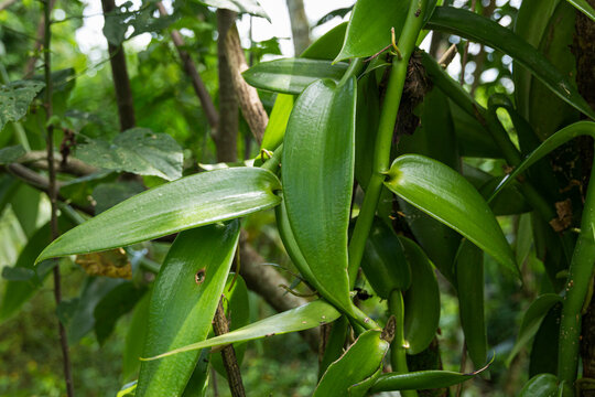 Cluster of Vanilla Leaves and Pods Under Sunlight