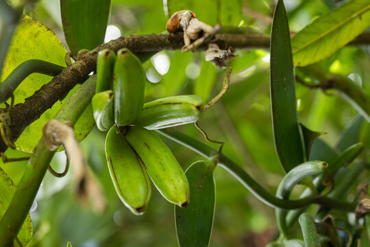 Vanilla pods captured on branch in sunlight