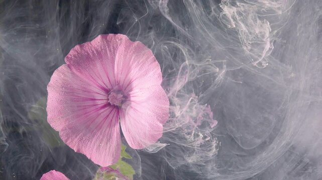 Close-up view of a single pale pink hollyhock flower left of center against a dark backdrop filled with flowing white vapor. Soft directional light