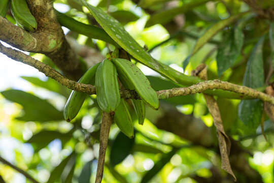 Green vanilla pods clustered on tree branch