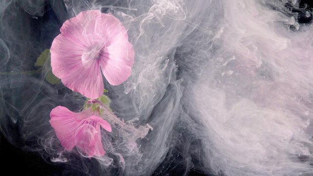 Close view of pink hollyhock flowers suspended on the left against a deep black backdrop, sharply detailed petals, stems, and leaves illuminated by soft