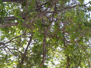 Fototapeta premium Green branches of a broken tree limb are still holding on