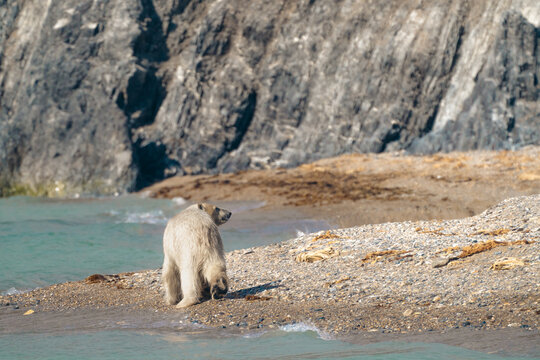 Polar bear walking on a rocky beach in svalbard, turning back