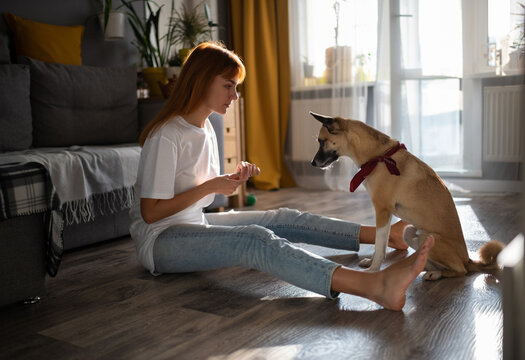 Obedient dog waiting for treat from woman owner