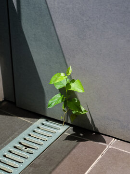 Plant Grows From the Ground Between Tiles Near a Drain