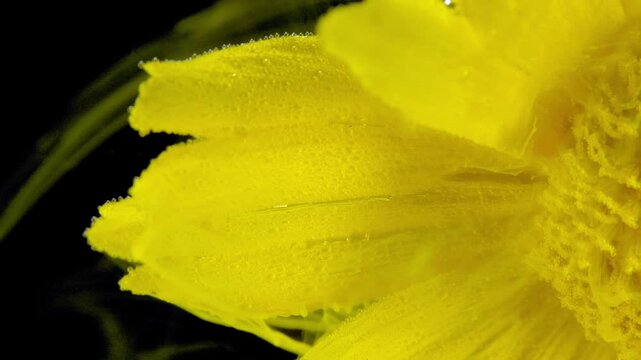 Close-up macro of a yellow daisy-like flower positioned at the right edge of the frame against a deep black background. Textured petals with visible veins