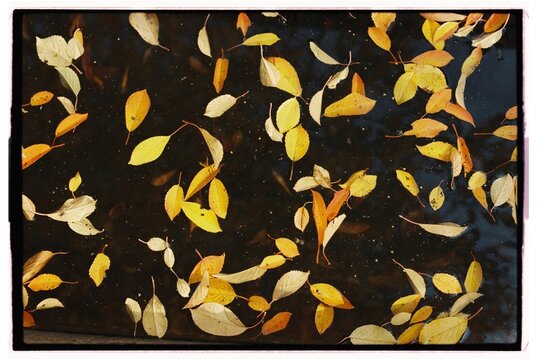 Autumn leaves on the water