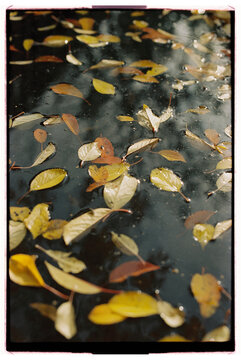 Autumn leaves on the water