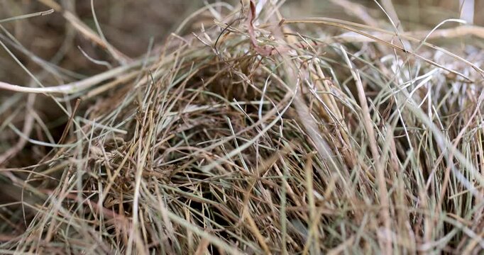 Yellow hay with thin stalks, this hay lies in bulk and is a mass of sun-dried grass for feeding livestock.