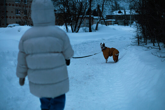Walking a Dog in the Snow at Twilight in a Quiet Neighborhood