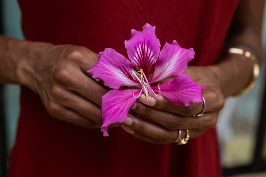 female hands holding pink flower, purity and beauty, closeup