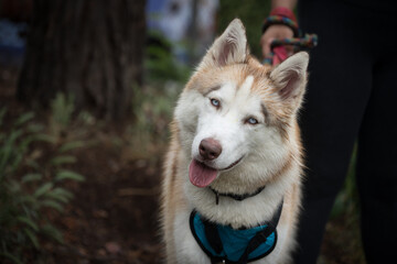 portrait of blue eyed husky outdoors © Mary Lynn Strand