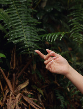 Hand reaching out to touch a fern