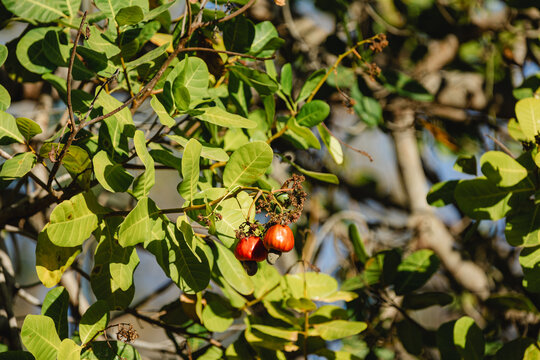 Cashew tree with ripe cashew apples growing