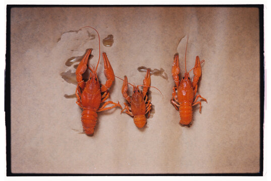 Crayfish on a light surface