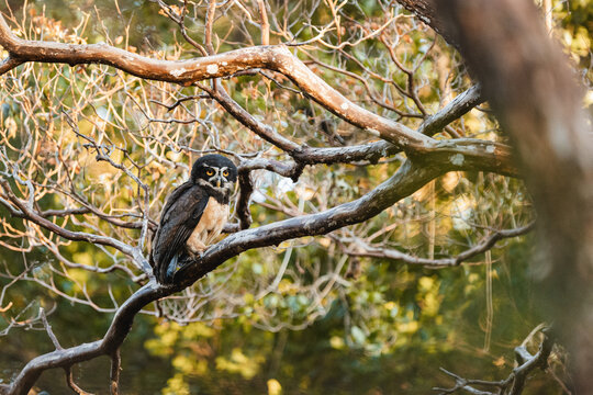 Spectacled owl perched on a tree branch in wild forest nature