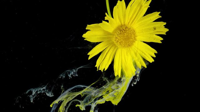 Close-up of a bright yellow daisy suspended against a deep black backdrop. The flower head faces the camera, revealing textured central disk and detailed