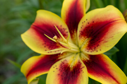 Macro shot of a vibrant yellow and red lily flower blooming with selective focus on the textured pistil