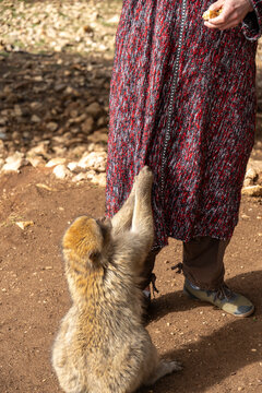 wild monkeys in the forest of Morocco