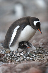 Obraz premium Gentoo penguin with chicks on the nest on South Georgia Island