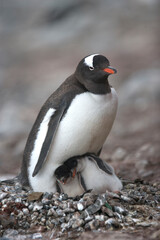 Fototapeta premium Gentoo penguin with chicks on the nest on South Georgia Island