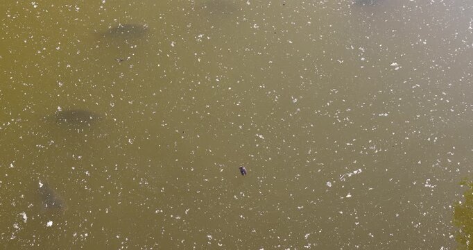 Dark fish in murky greenish-tinged water, river fish swim at the depth of a natural reservoir with a touch of fluff on the surface