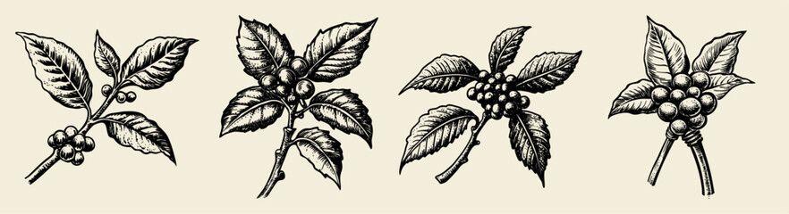 Detailed botanical illustration depicting a coffee plant branch with mature berries and lush leaves, showcasing natural botanical artistry and plant structure. © Jieee Mooo