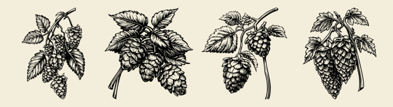 A detailed series of black and white botanical illustrations showing hop cone clusters with leaves, showcasing their structure for garden, craft brewing, or herbal design uses.