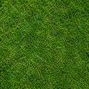 Realistic Green Grass Texture Background