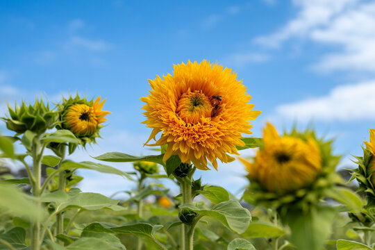 Golden sunflower with bees in bloom