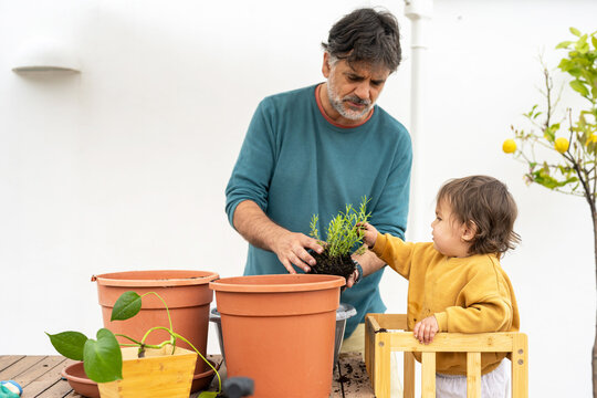 Parent Showing Baby Fresh Plant Roots