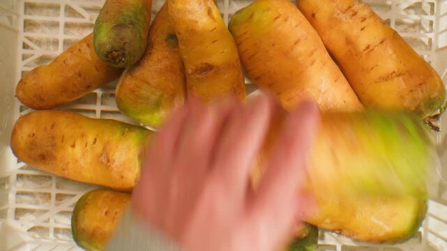 Bunch of yellow organic carrots on a rusty background. selective focus. 