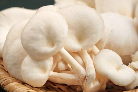 Fresh oyster mushrooms, Jamur Tiram displayed in a natural arrangement.