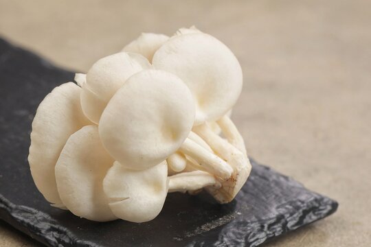 Fresh oyster mushrooms, Jamur Tiram displayed in a natural arrangement.