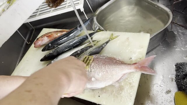 Chef rinsing a fresh whole sea bream under running water at a Japanese izakaya