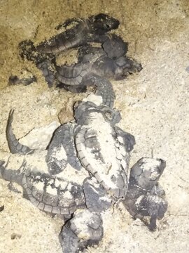 Green sea turtle hatchlings emerging from nest at night