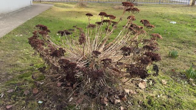 Ochitok sedum shrub on grassy lawn, centered in spring park, early growth with brown and red foliage, surrounding green turf