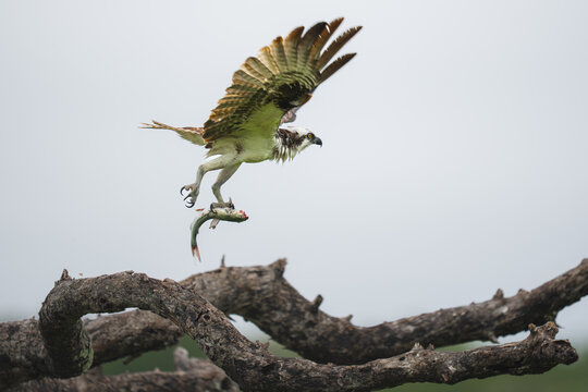 Osprey flying with fish catch over florida everglades
