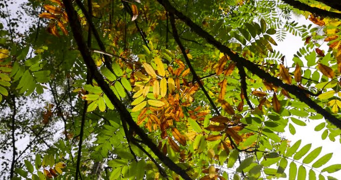 Yellow-green leaves of mountain ash, colorful leaves of mountain ash hanging on the branches of a tree against the background of a bright sky in early autumn