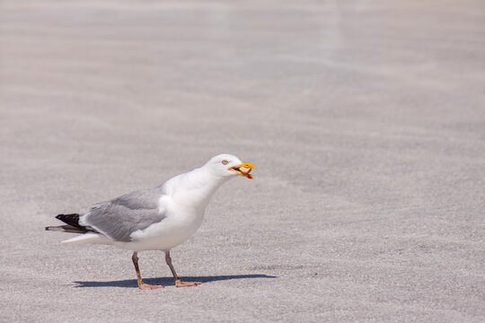 Silberm&ouml;we (Larus argentatus)