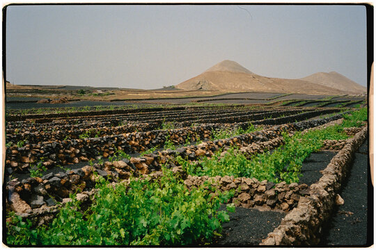 Vineyards in Lanzarote. Walls of stone protect green vines growing