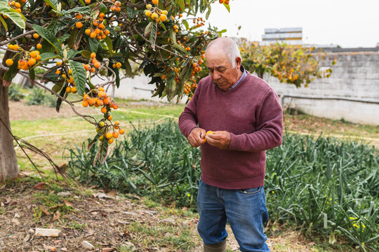 Elderly Farmer Peeling a Ripe Loquat in the Garden