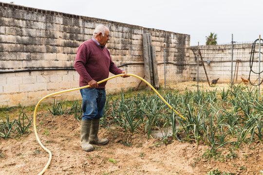 Rural Irrigation of Garden Crops by Senior Farmer
