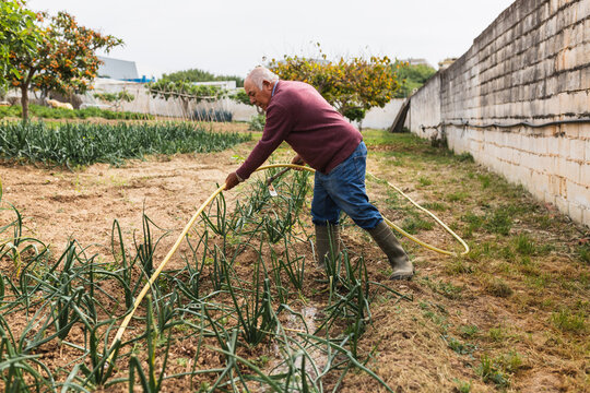 Elderly Farmer Watering Rows of Vegetables with Hose