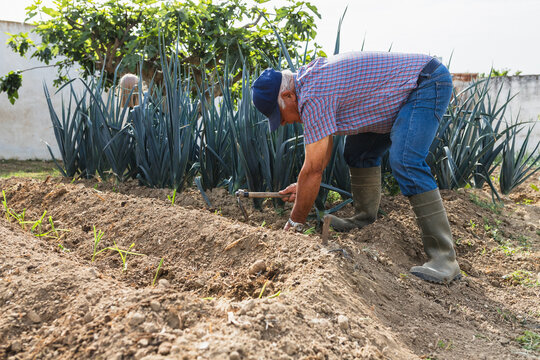 Senior Farmer Hard at Work Tilling Garden Rows
