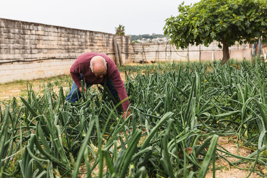 Elderly Farmer Inspecting Vegetable Growth in the Field