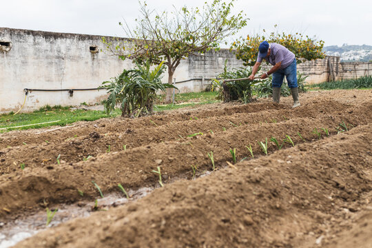 Wide Shot of Farmer Cultivating Organic Vegetable Rows