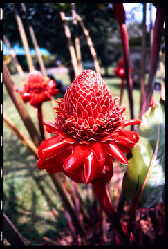 Bright Red Proteus Flower shot on film