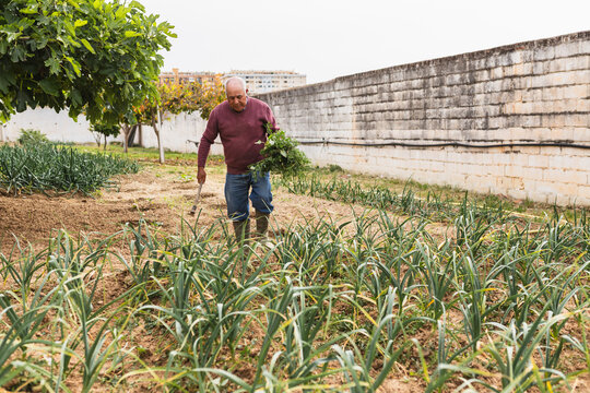 Senior Farmer Carrying uprooted weeds in Garden